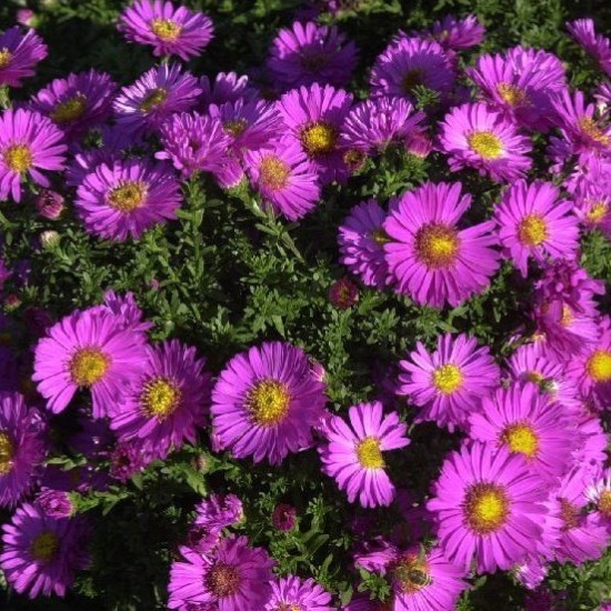 Krūminis astras ‘Starlight’