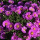 Krūminis astras ‘Starlight’