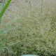 Kupstinė šluotsmilgė ‘Tardiflora’