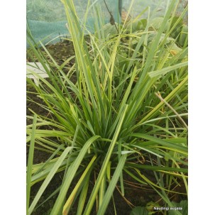 Mėlitas ‘Goldstreif’