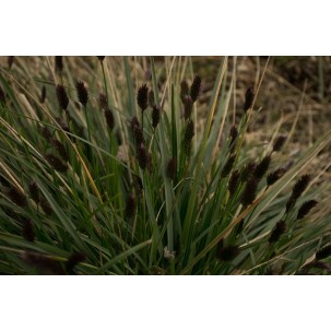 Mėlitas (Sesleria haufleriana)