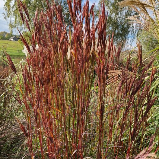 Aukštasis barzdotis 'Ultraviolet'