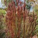 Aukštasis barzdotis 'Ultraviolet'