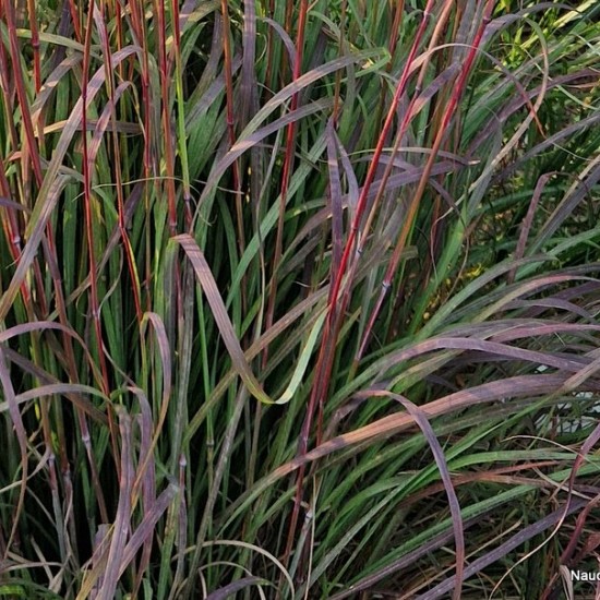 Aukštasis barzdotis 'Ultraviolet'