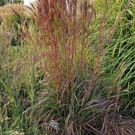 Aukštasis barzdotis 'Ultraviolet'