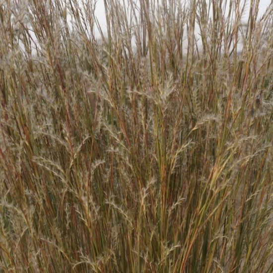 Kupstinis barzdūnas ‘Blaze’