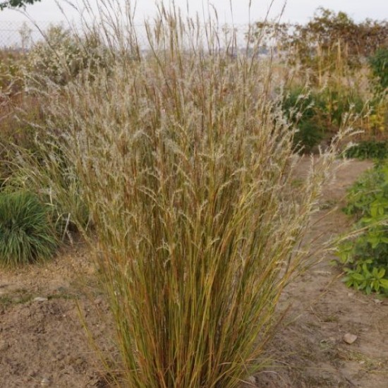 Kupstinis barzdūnas ‘Blaze’
