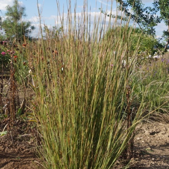 Kupstinis barzdūnas ‘Blaze’