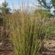 Kupstinis barzdūnas ‘Blaze’