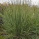 Kupstinis barzdūnas ‘Prairie Blues’