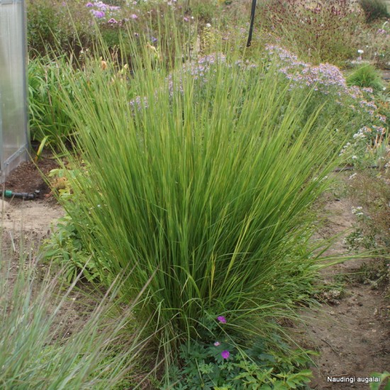 Kupstinis barzdūnas ‘Blaze’