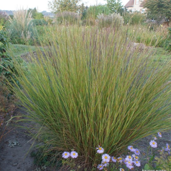 Kupstinis barzdūnas ‘Blaze’