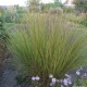 Kupstinis barzdūnas ‘Blaze’