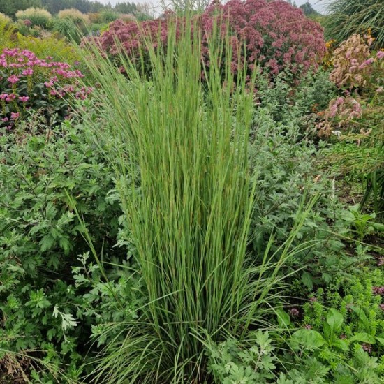 Kupstinis barzdūnas 'Tall Chief'