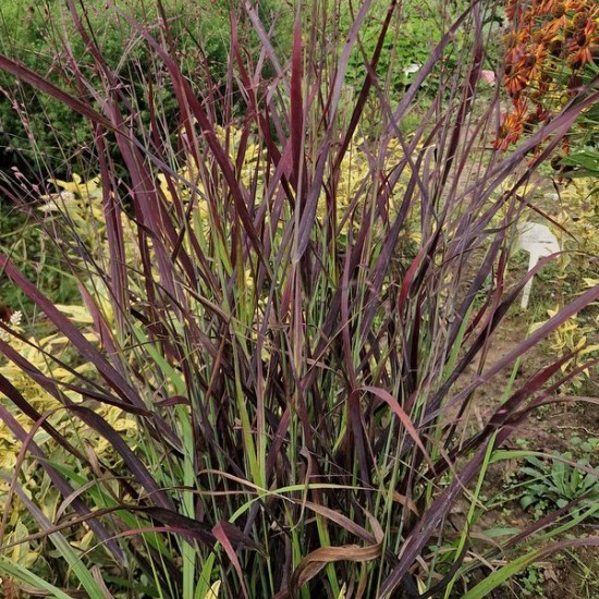 Rykštėtoji sora 'Oxblood Autumn'