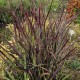 Rykštėtoji sora 'Oxblood Autumn'