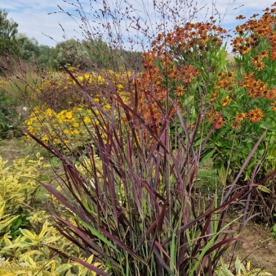 Rykštėtoji sora 'Oxblood Autumn'
