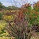 Rykštėtoji sora 'Oxblood Autumn'