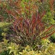 Rykštėtoji sora 'Oxblood Autumn'