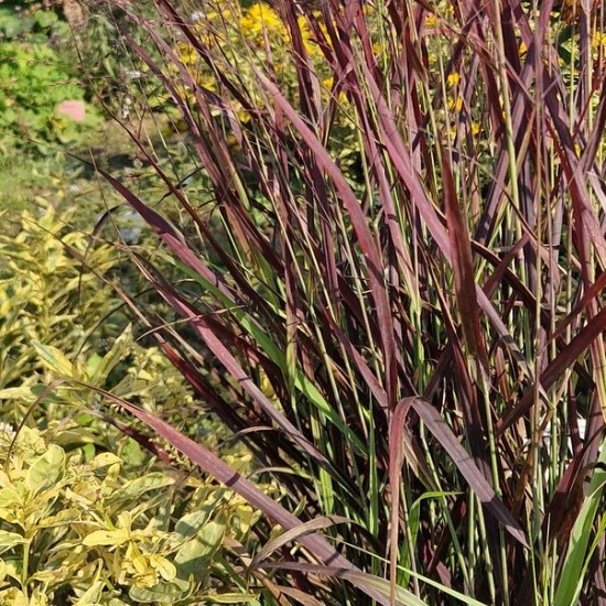 Rykštėtoji sora 'Oxblood Autumn'