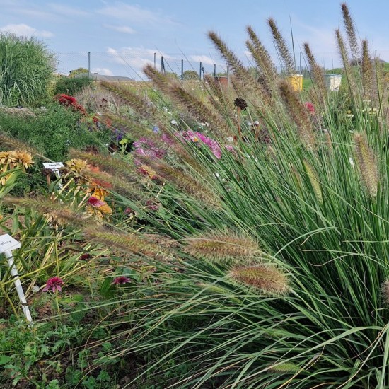 Soruolė pašiaušėlinė ‘Japonicum’