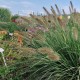 Soruolė pašiaušėlinė ‘Japonicum’
