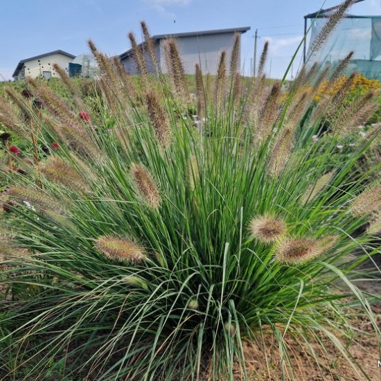 Soruolė pašiaušėlinė ‘Japonicum’