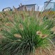 Soruolė pašiaušėlinė ‘Japonicum’