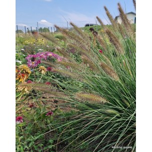 Soruolė pašiaušėlinė ‘Japonicum’