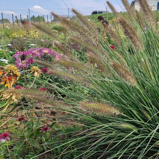 Soruolė pašiaušėlinė ‘Japonicum’