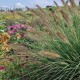 Soruolė pašiaušėlinė ‘Japonicum’