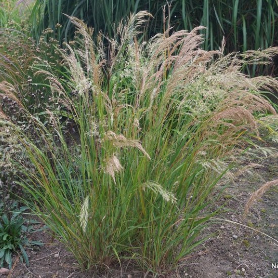 Virblė
