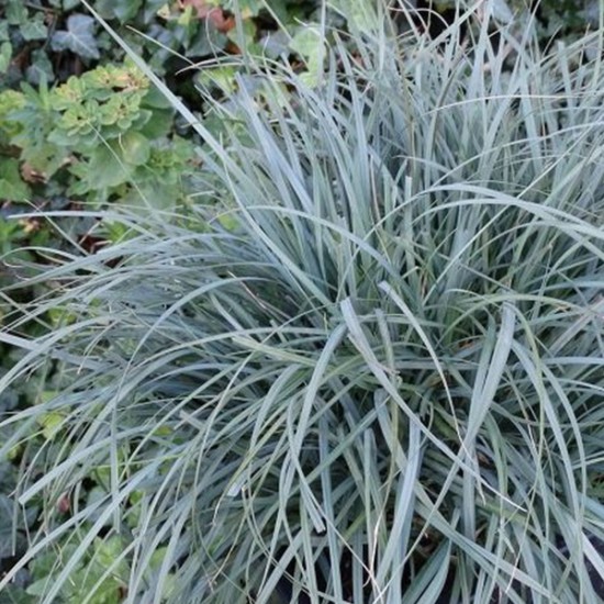 Viksva 'Pamira'