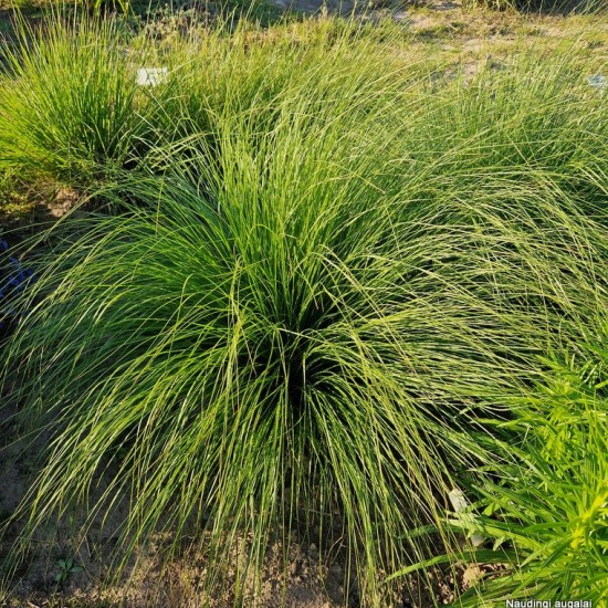 Retavarpė viksva 'Bugbos'