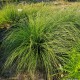 Retavarpė viksva 'Bugbos'