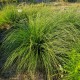 Retavarpė viksva 'Bugbos'