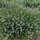 Viksva (Carex pulicaris)