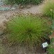 Viksva (Carex pulicaris)
