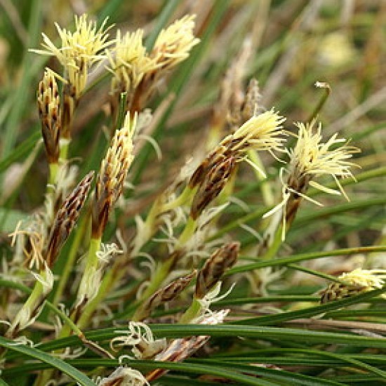 Viksva 'Hexe'