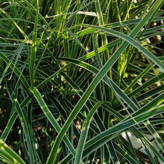 Palminė viksva ‘Silberstreif’