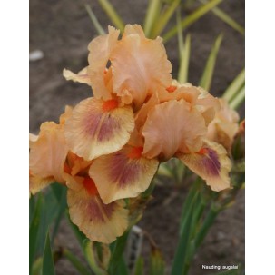 Vilkdalgis ‘Pink Pele’