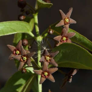 Kregždūnė (Vincetoxicum fuscatum)