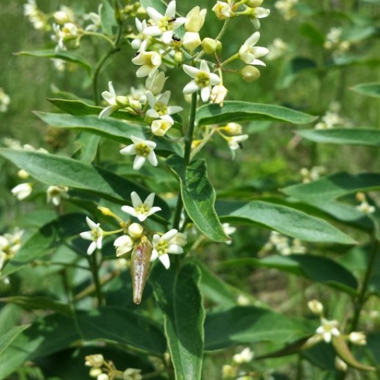 Kregždūnė šlakinė