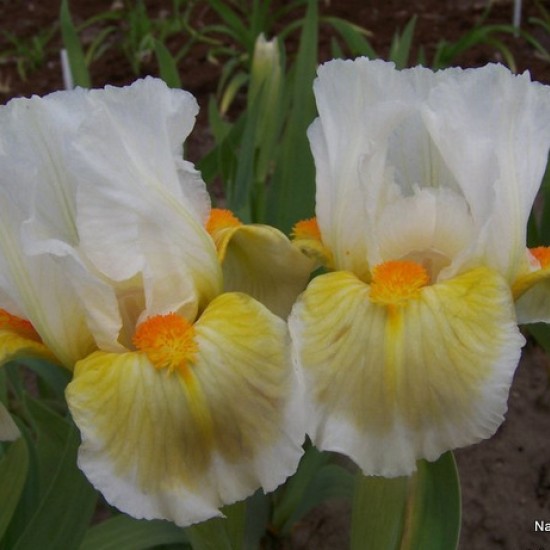 Vilkdalgis ‘Lumalite’