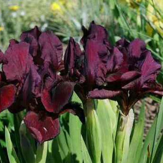 Vilkdalgis ‘Red Dandy’