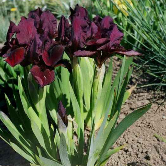 Vilkdalgis ‘Red Dandy’