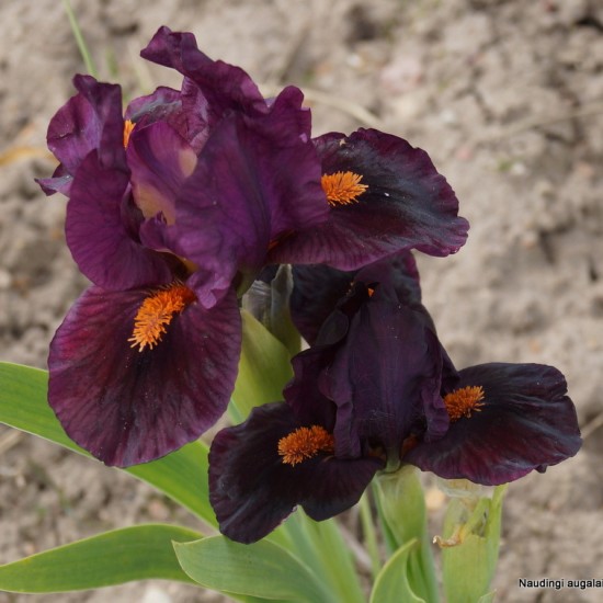 Vilkdalgis ‘Mini Dragon’