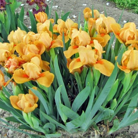 Vilkdalgis ‘Orange Tiger’