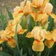 Vilkdalgis ‘Orange Tiger’