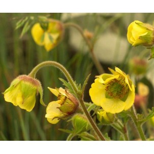 Raudonoji žiognagė ‘Lemon Drops’